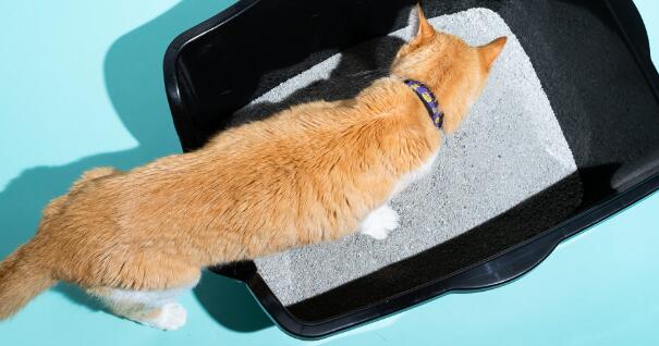 get cheap cat litters